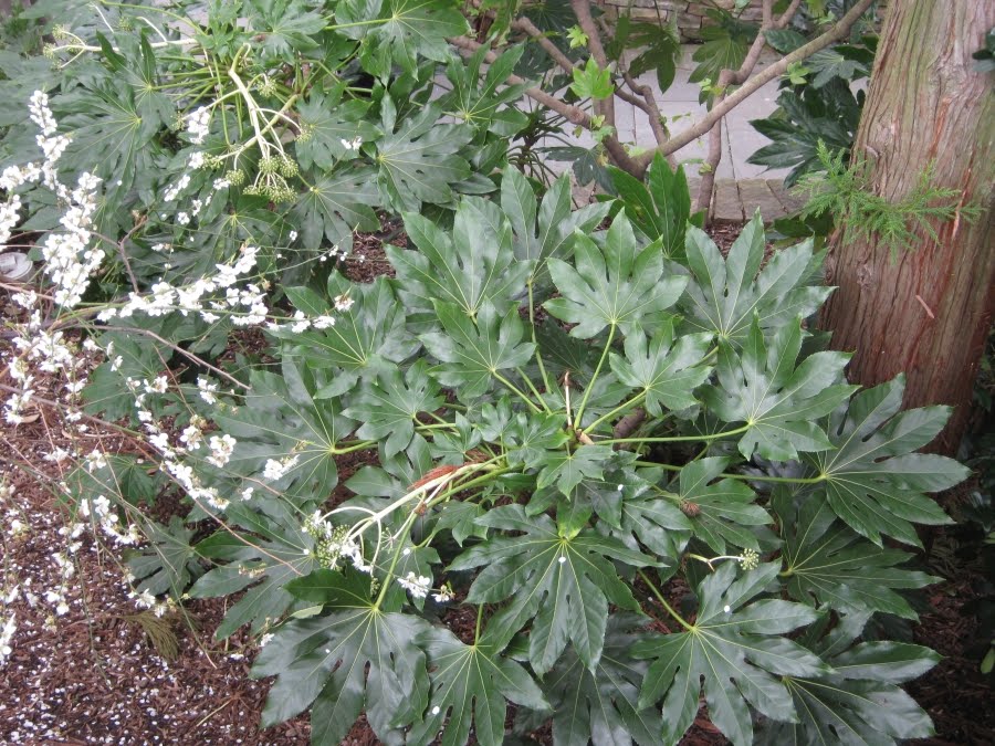 Future Plants By Randy Stewart Fatsia