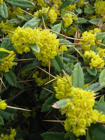 Berberis Bush Stock Photos Berberis Bush Stock Images Alamy