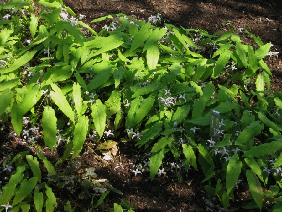 Future Plants by Randy Stewart Epimedium