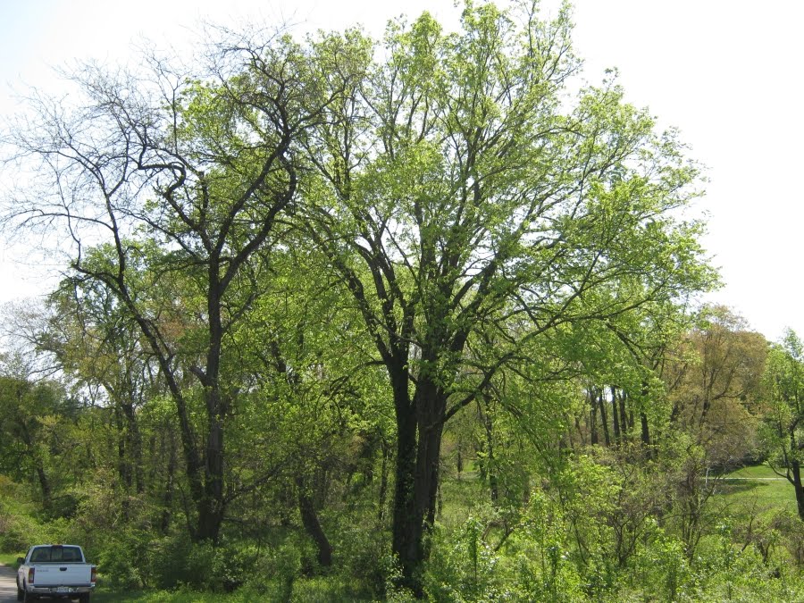 Athena Elm