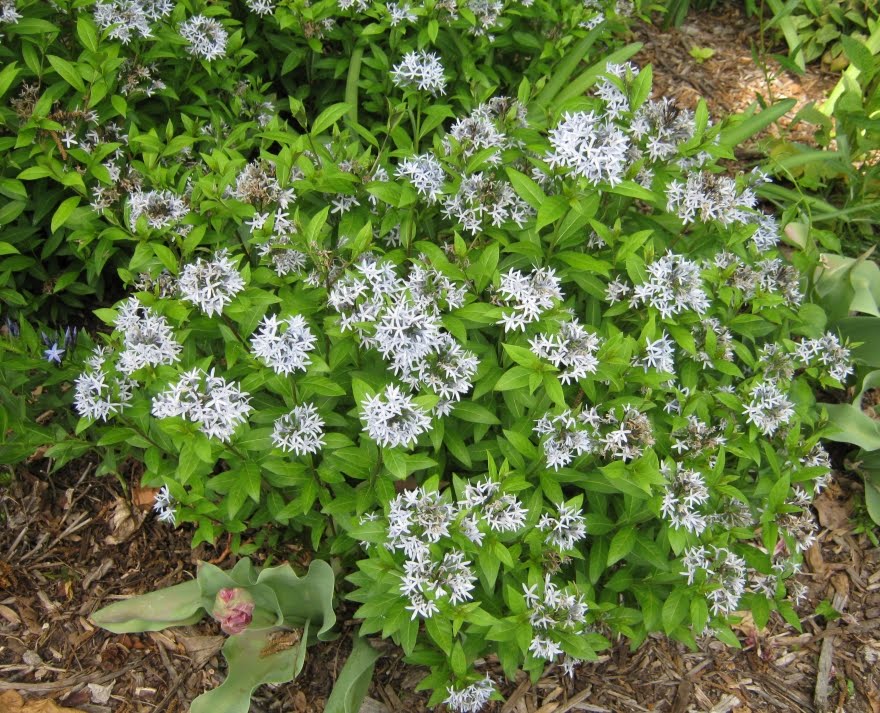 Amsonia Illustris
