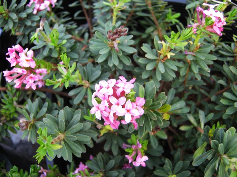 Daphne Cneorum