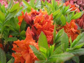 Future Plants By Randy Stewart Azalea Deciduous Hybrids