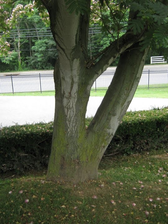 Future Plants by Randy Stewart Siris / Silk Trees