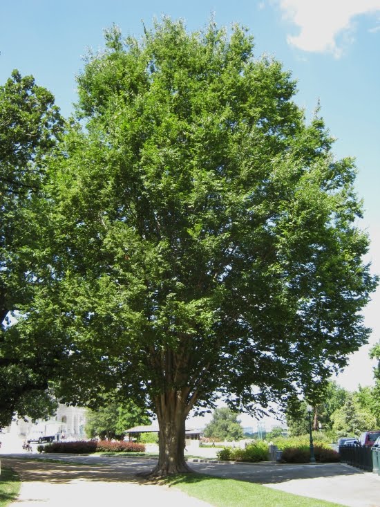 Future Plants by Randy Stewart Zelkova