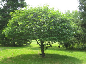 A Guide To Northeastern Gardening This Month In The Garden Broad