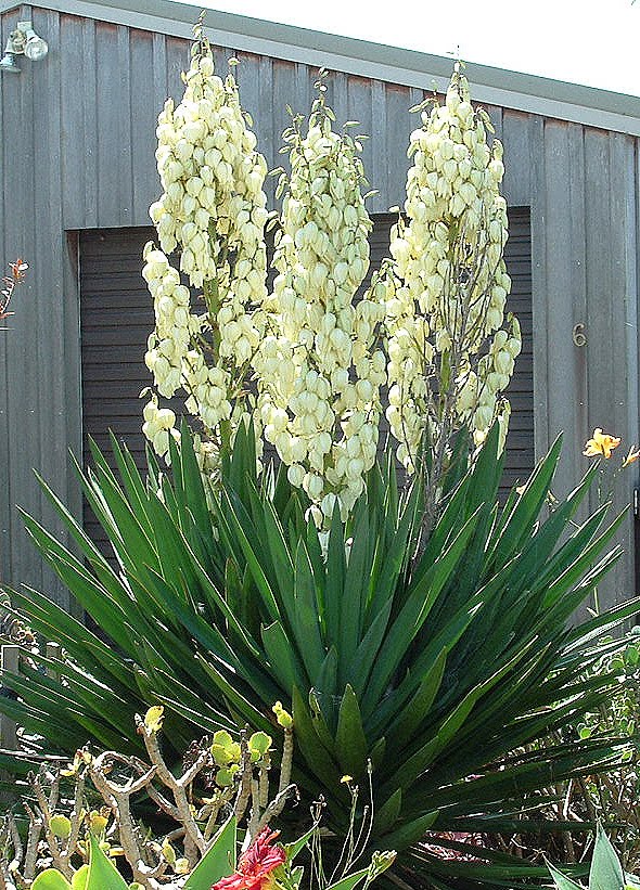 Yucca Flaccida Ivory