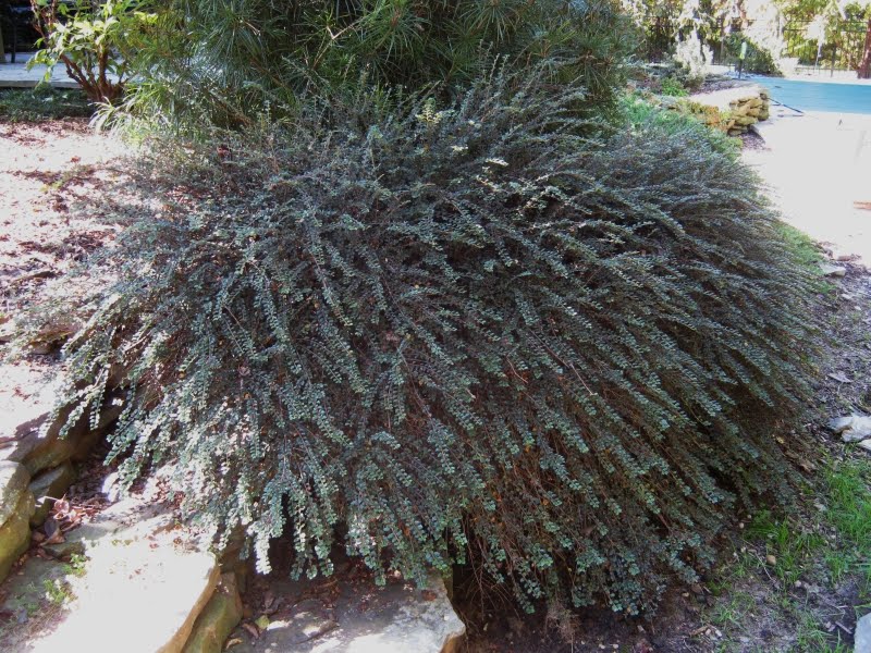 Future Plants By Randy Stewart Cotoneaster