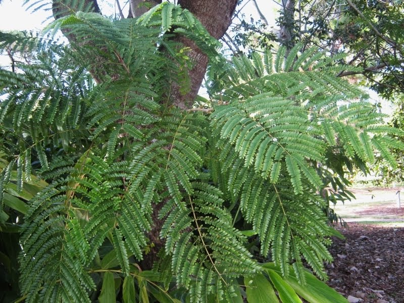 Future Plants by Randy Stewart Tropical and Dry Climate Legume Trees