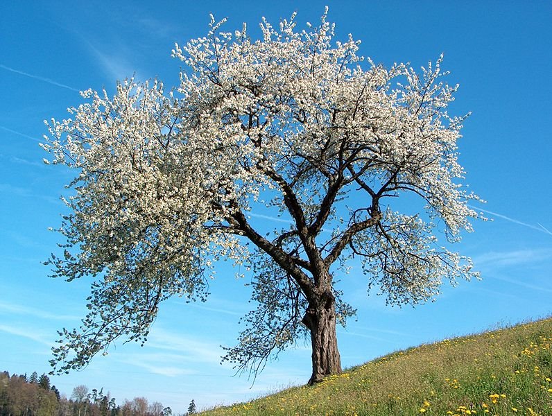 [Spring.bmp]