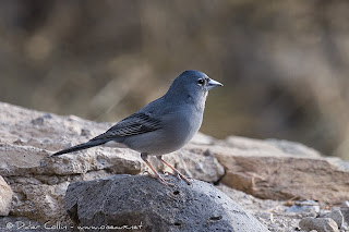 pinzon de Teyde Fringilla teydea