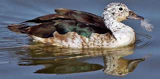 pato crestudao Sarkidiornis melanotos Patos de Argentina