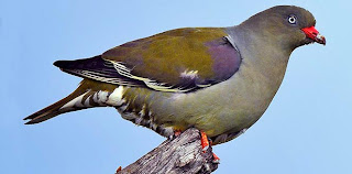 columbiformes Vinago africano Treron calvus