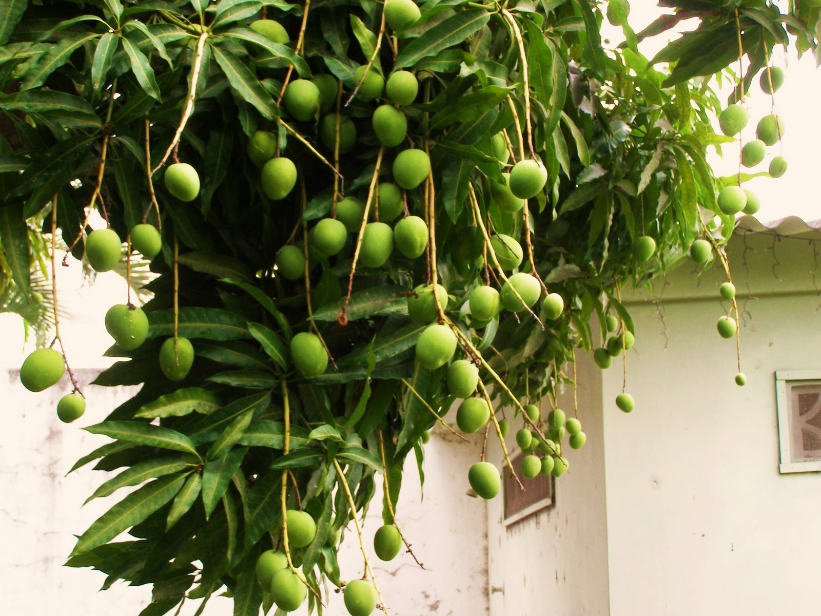 The M Blog Bearing fruit in season