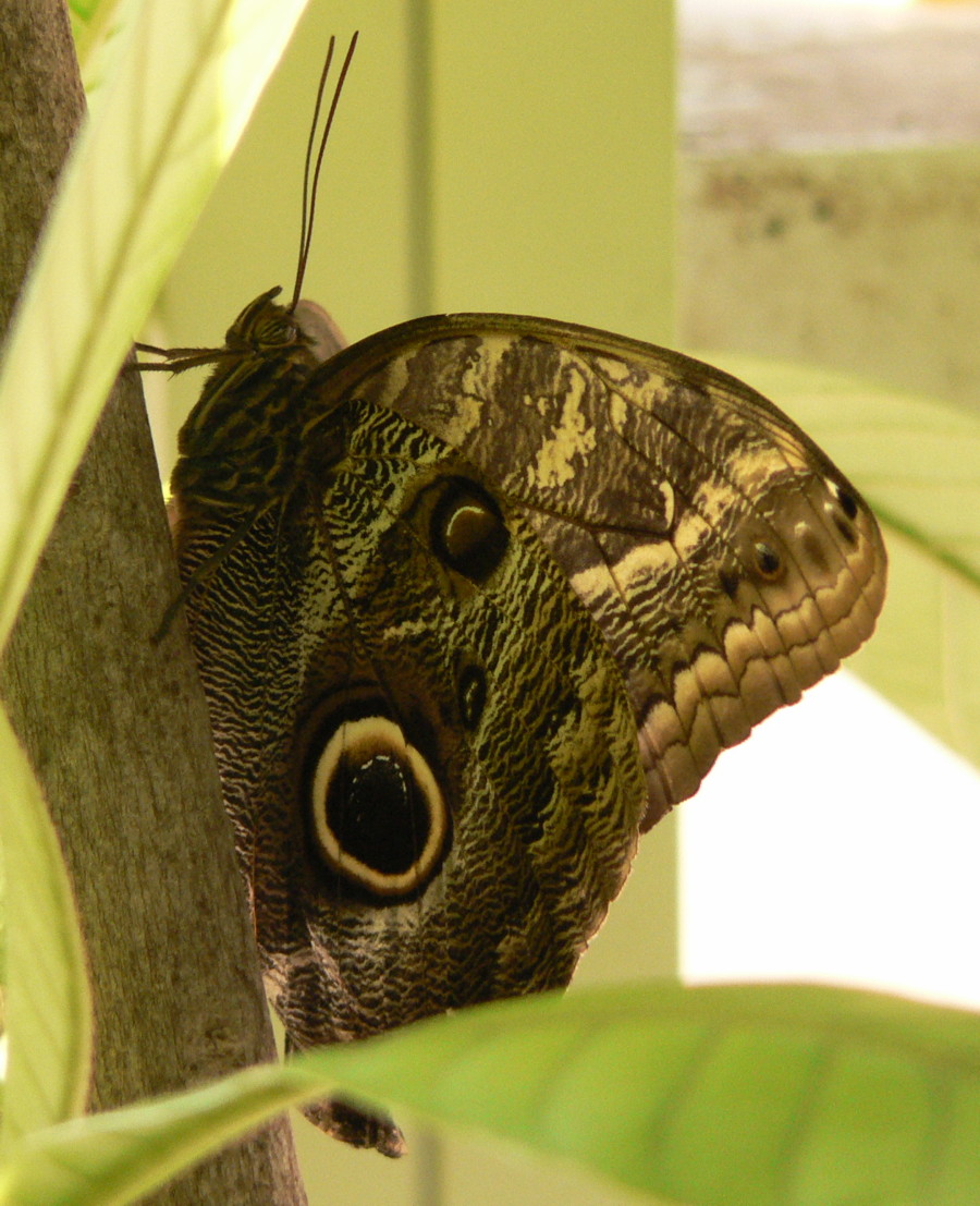 [Closeup+butterfly.jpg]