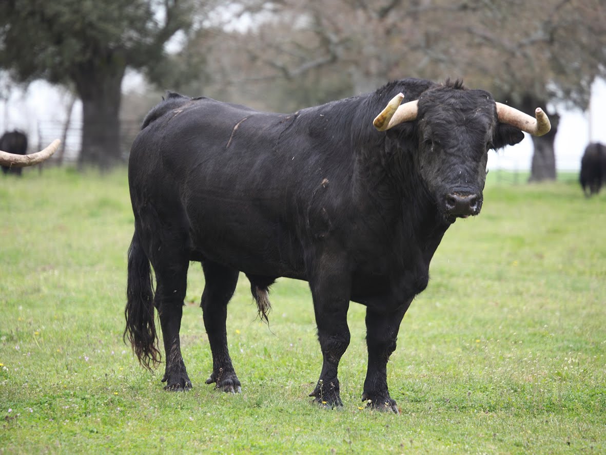 Cara De Toro