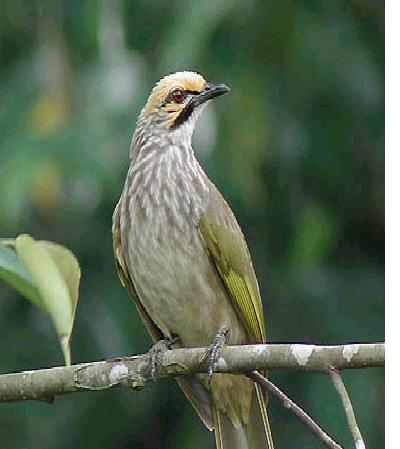 Texquez Djimoen Habitat Cocak Rowo