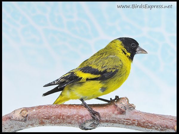 Black Siskin