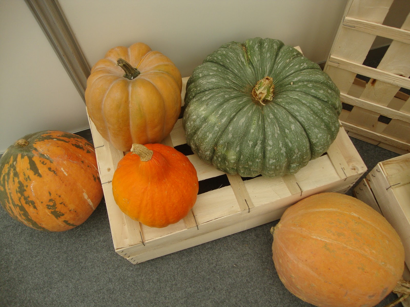 PlantaMer La calabaza una hortaliza para todo el año