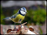 rencontre foret montmorency