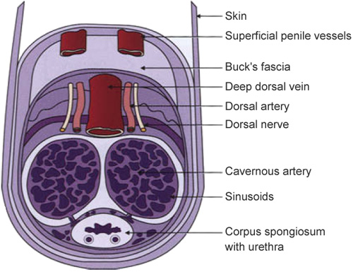 Cross-section of the penis