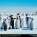 Penguins, A life in the freeze land.
