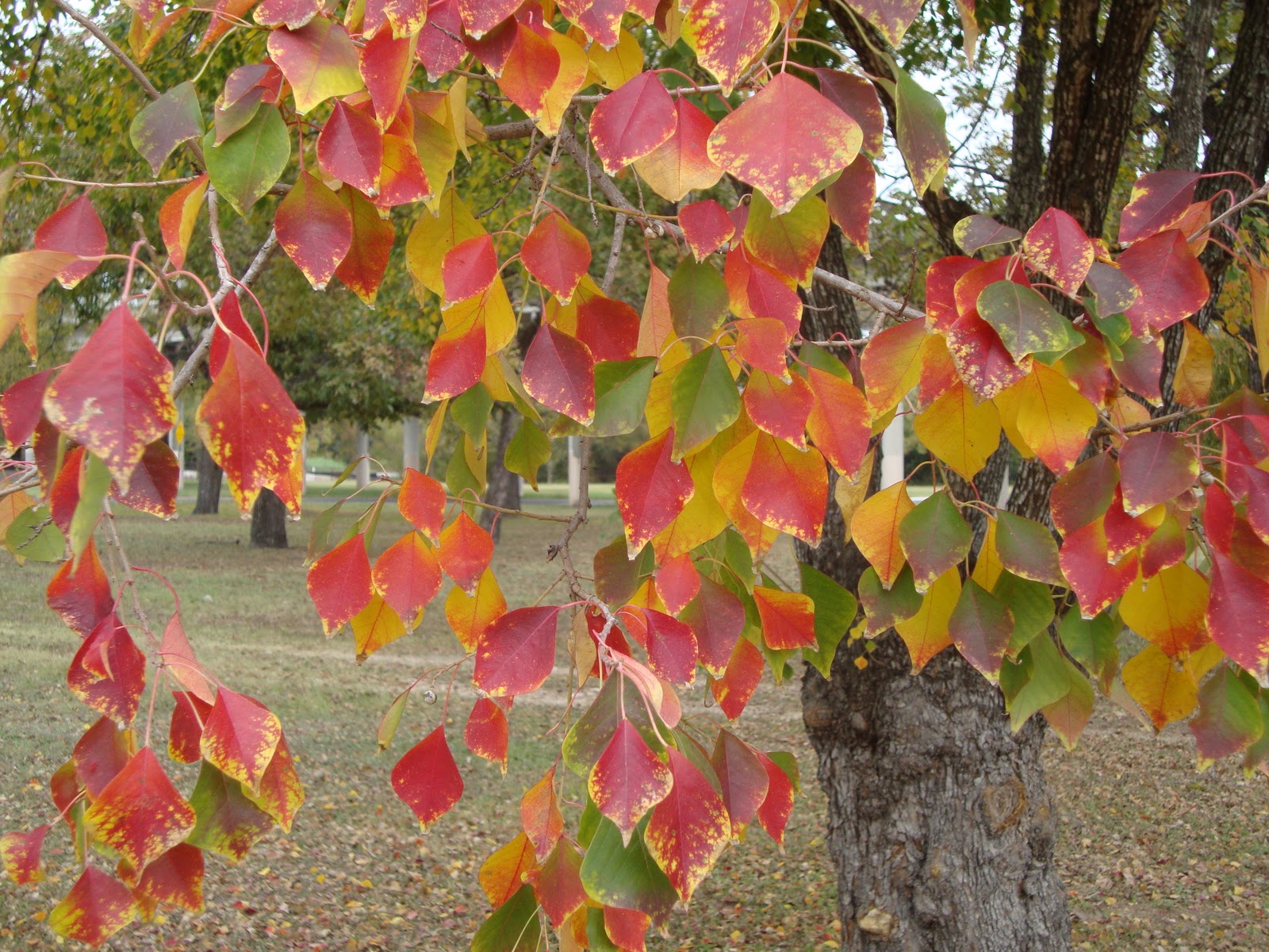 Where Plants Rule November 2010
