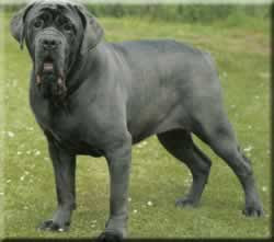 Giant Neapolitan Mastiff