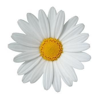 Daisy+flower+arrangements