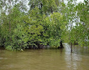 Kondisi Hutan Mangrove Yang Terjaga