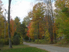 Autumn on Grove Avenue