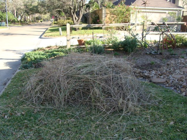 [miscanthus1.JPG]