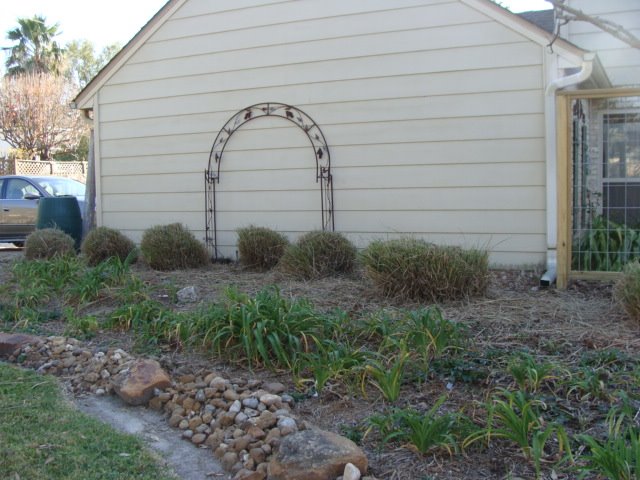 [miscanthus3.JPG]