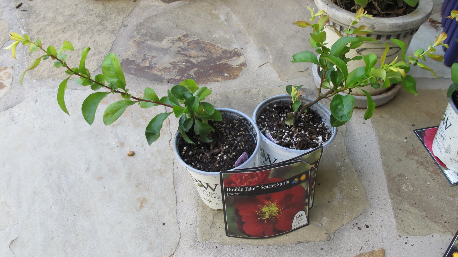 The Plant Hunter Double Take Quince Nc State Does It Again