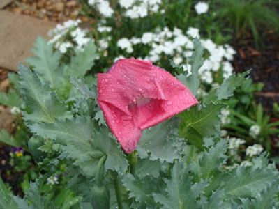 Proven Winners Colorchoice Plant Of The Week 2016