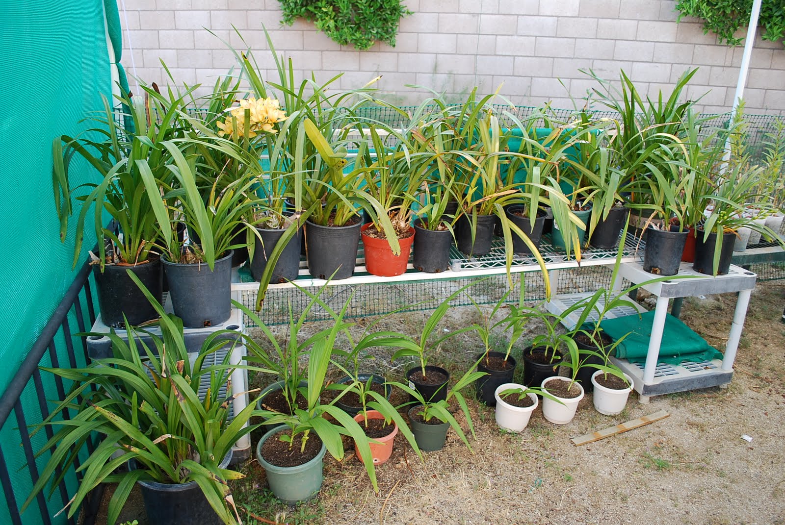 RuggedOrchids You grow orchids where? Orchid garden is expanding. New shadehouse construction