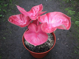 Caladium Thailand