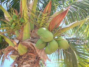 Manfaat Air Kelapa