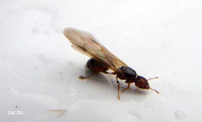 Termita