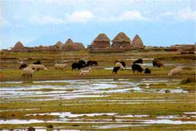 Putucus y ovejas Casas cónicas de adobe putucus en el Altiplano