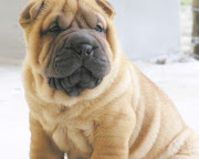 animal wallpapers hd hq: Shar Pei Dogs Wallpapers