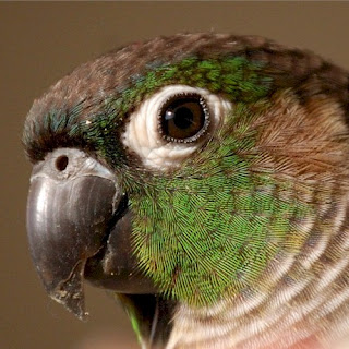 Freddy the Parrot