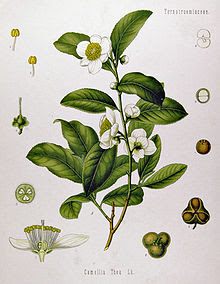 Tea plant