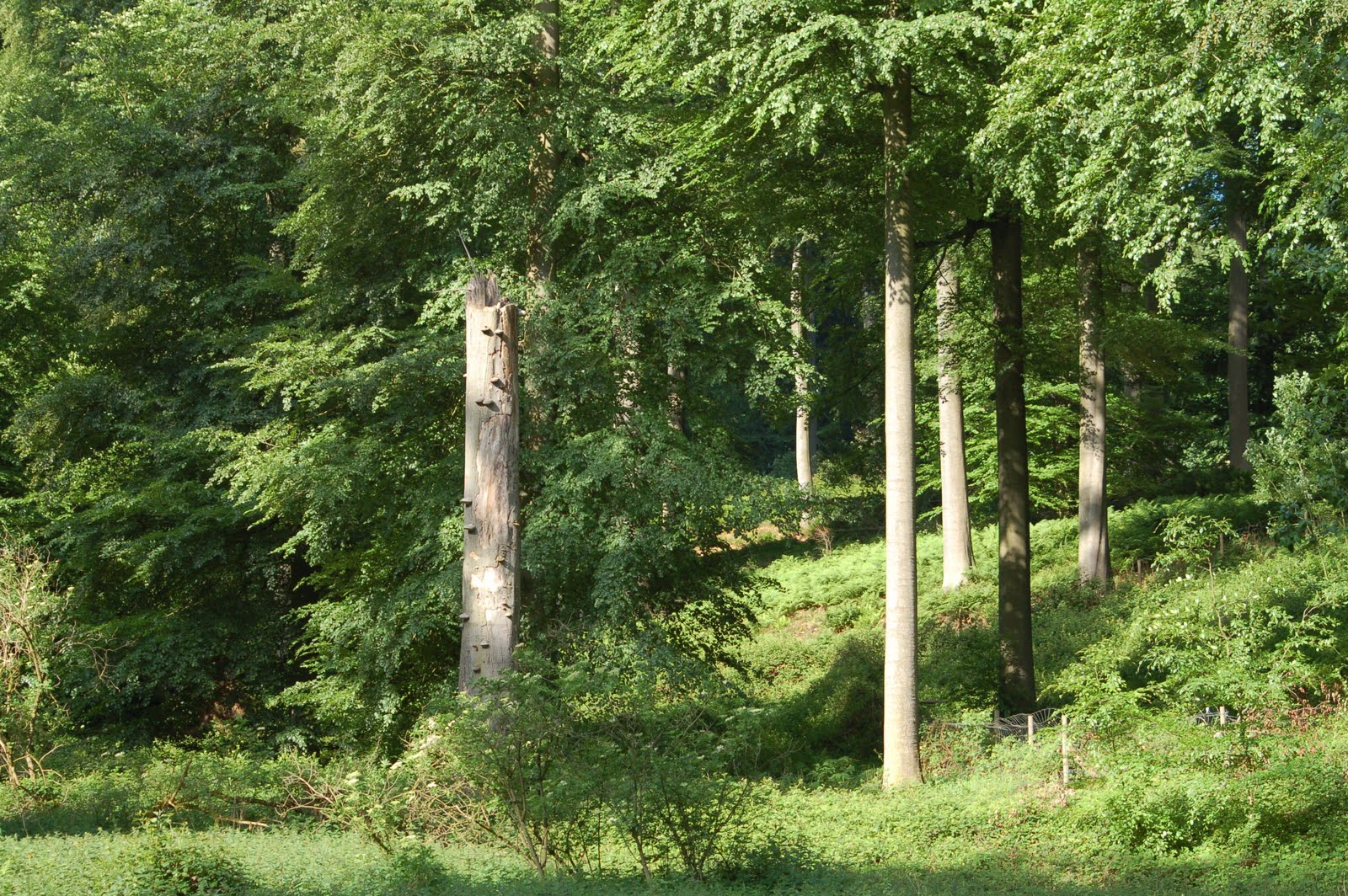 foret de soignes