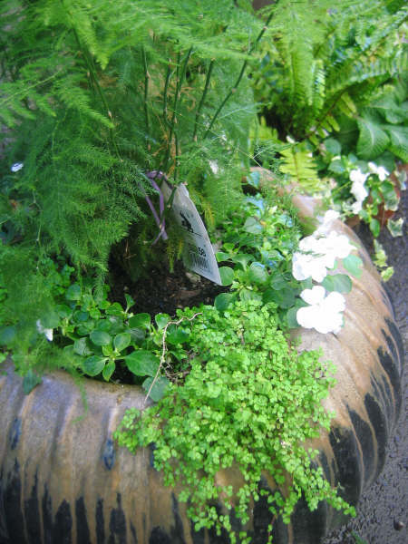 [planters+005.JPG]