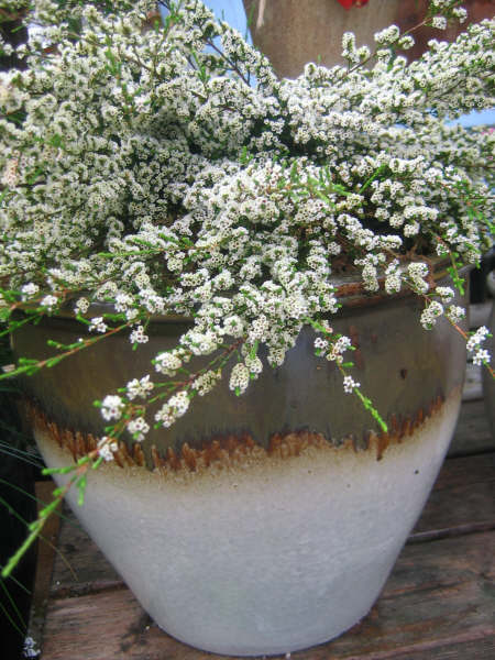 [planters+022.JPG]