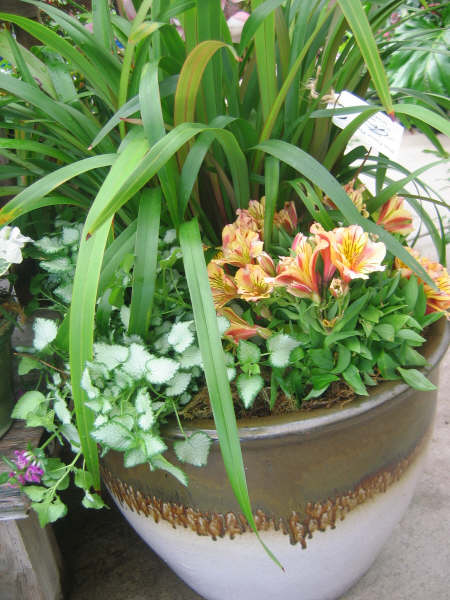 [planters+019.JPG]