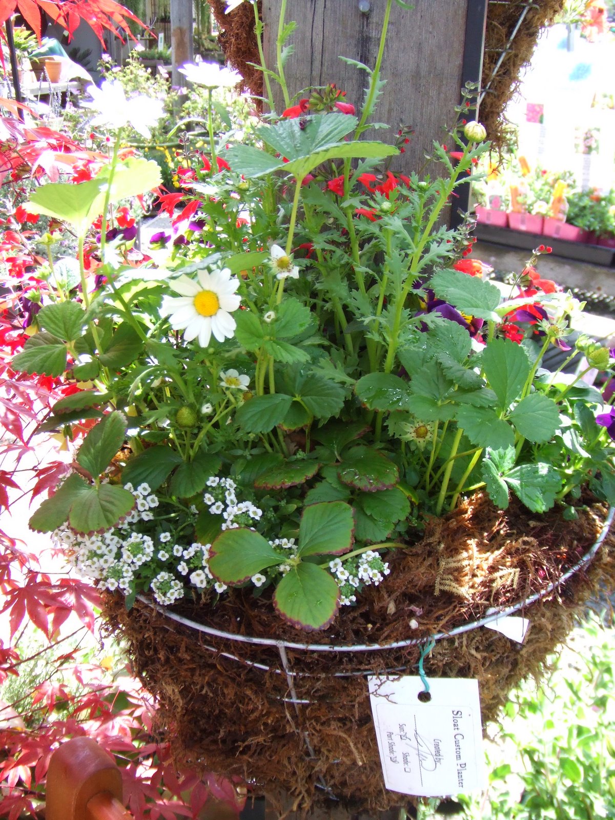 [DSCF1086.JPG]