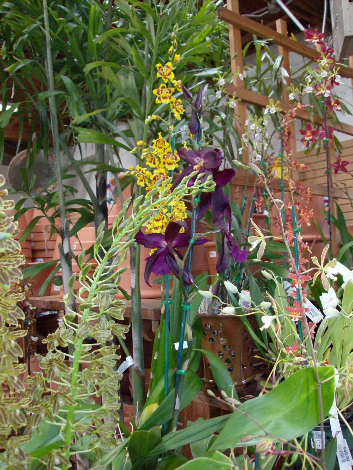 [orchids.JPG]