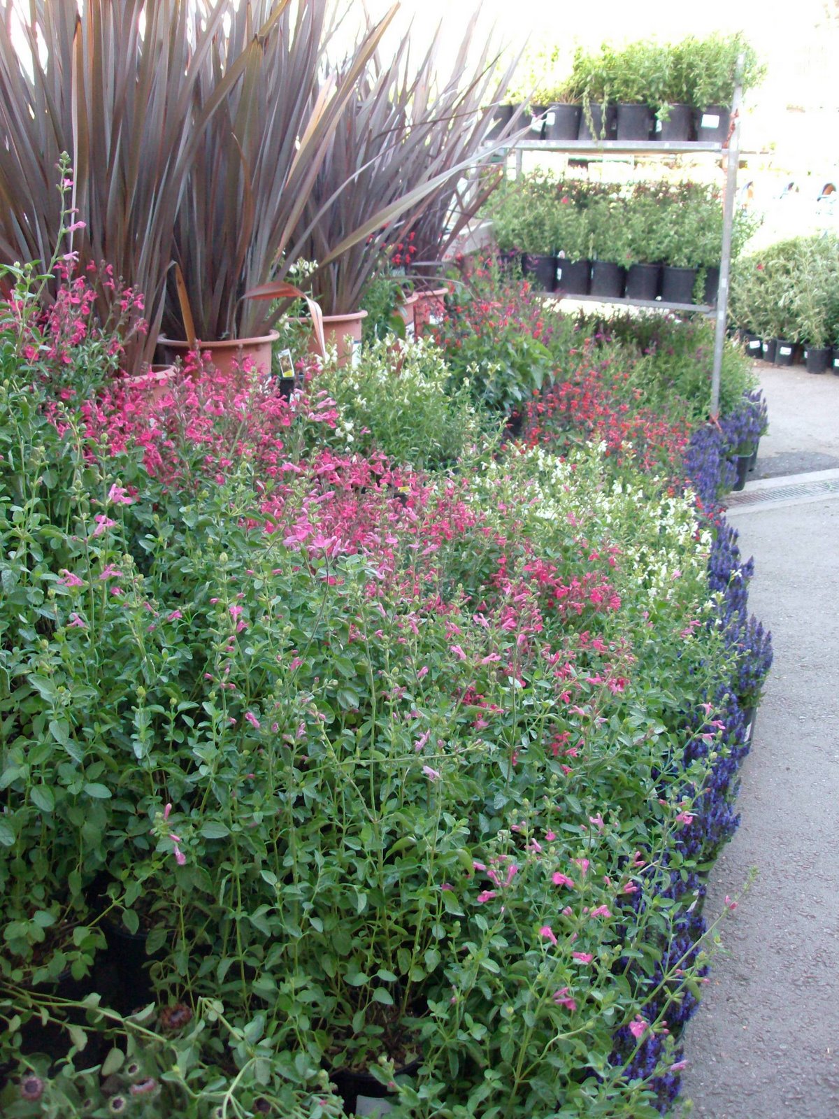 Ceanothus And Hebes At Chickadee Gardens